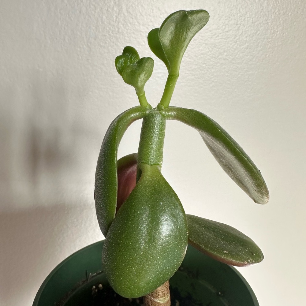 CRASSULA MONEY TREE SUCCULENT PLANT